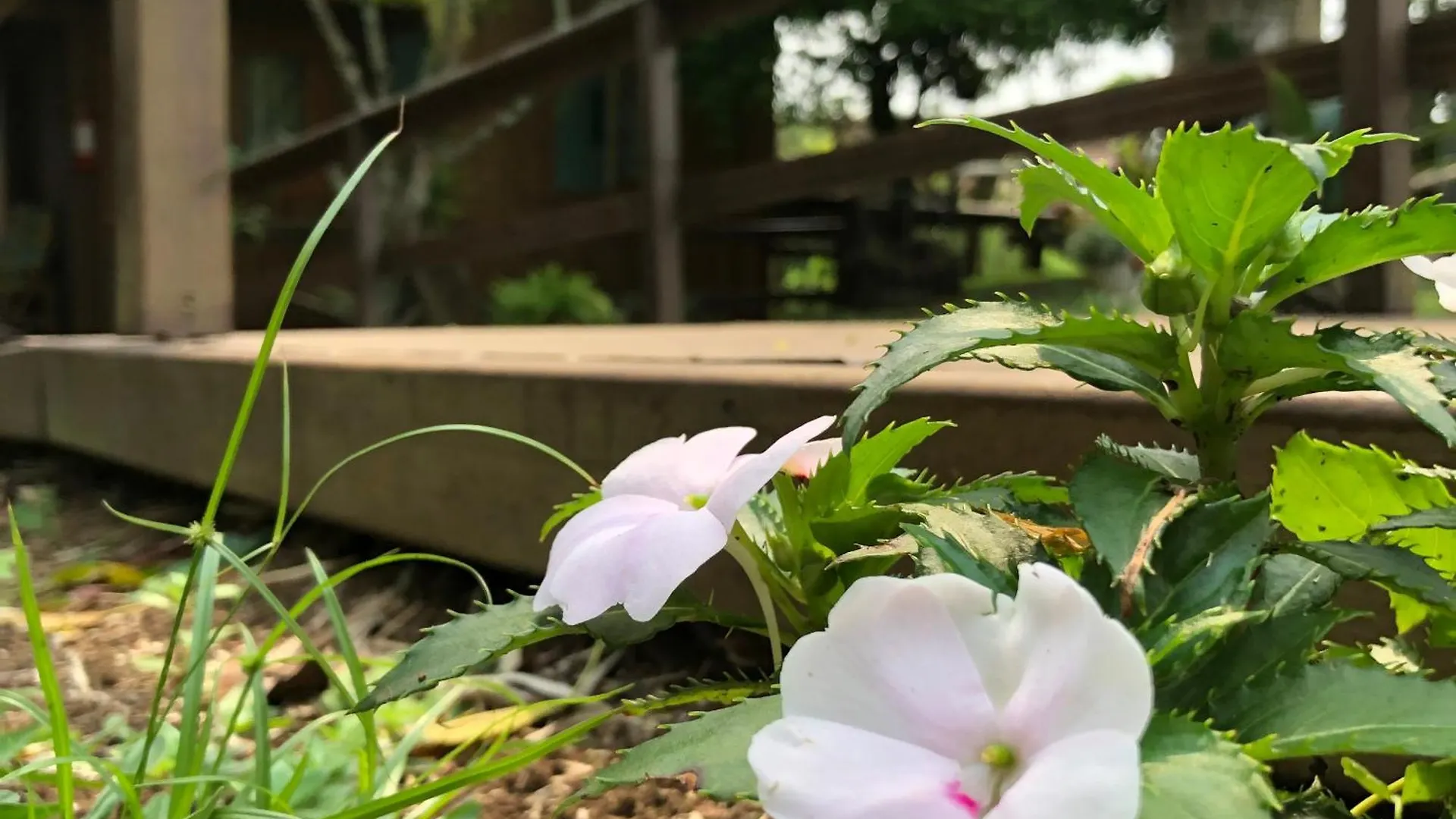 Pousada Vó Liane Praia Grande  Inn